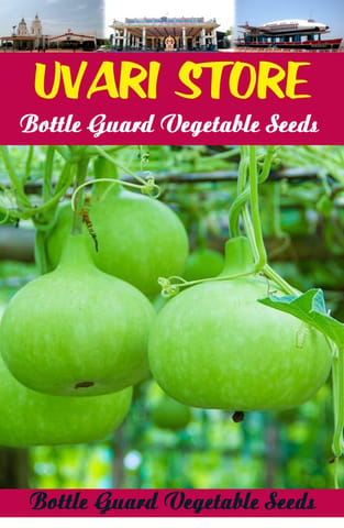 UVARI Bottle Guard Vegetable Seeds - 100  Seeds Per Pack