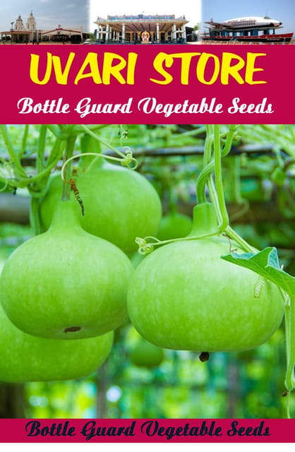 UVARI Bottle Guard Vegetable Seeds - 100  Seeds Per Pack