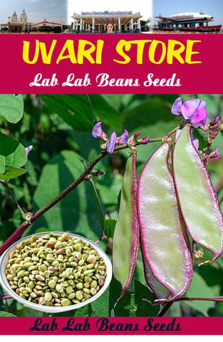 UVARI Lab Lab Beans Seeds - 100 Seeds