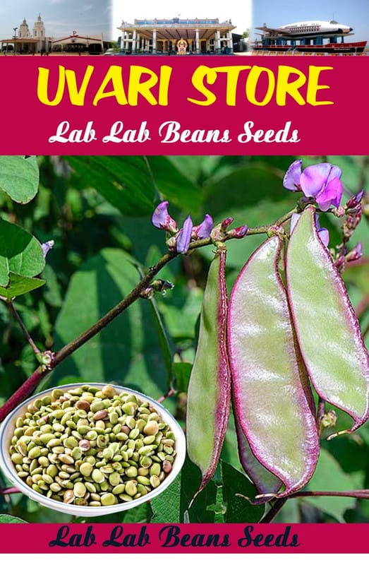 UVARI Lab Lab Beans Seeds - 100 Seeds