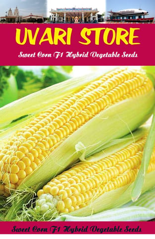 UVARI Sweet Corn F1 Hybrid Vegetable Seeds 500G Seeds