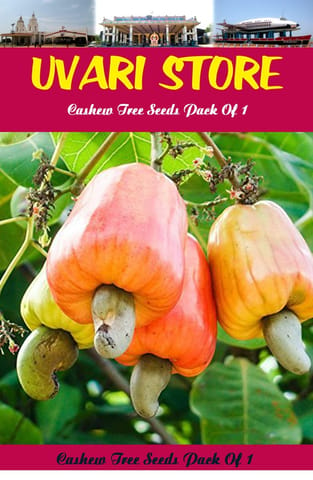 UVARI Cashew Tree Seeds Pack Of 1
