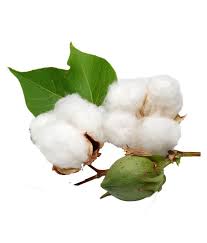 UVARI Cotton Plant Seeds 30 Seeds Pack