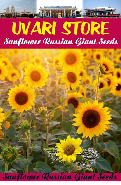 UVARI Sunflower Russian Giant Seeds (Pack Of 50 Seeds)