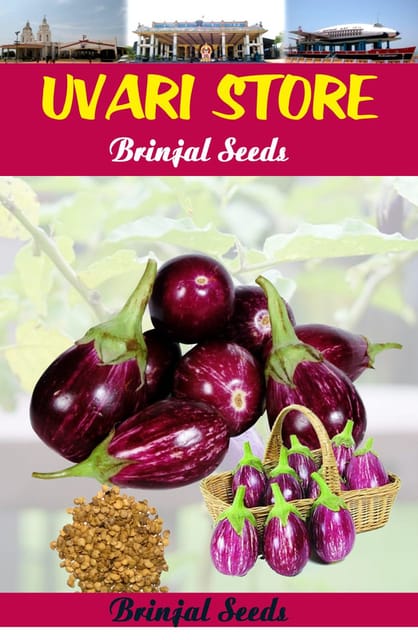 UVARI Harshita Brinjal Vegetable Seeds - 50 Seeds