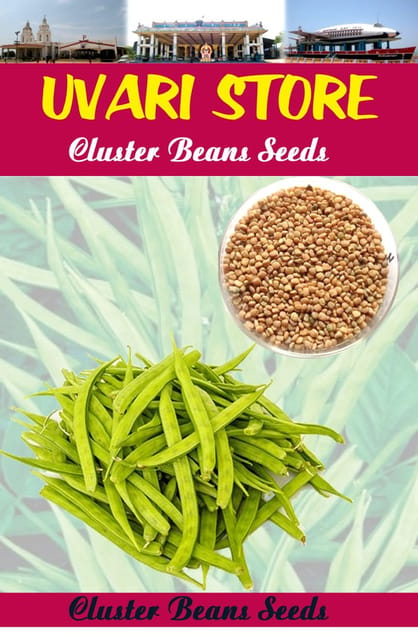 UVARI Cluster Beans Seeds For Kitchen Gardening 25 Seeds