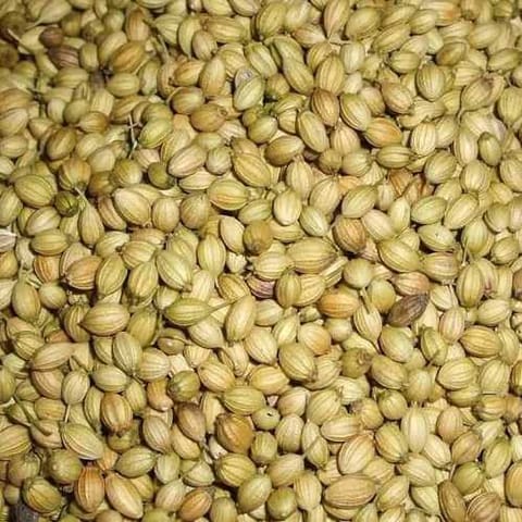 UVARI Coriander Seeds - 100 Seeds