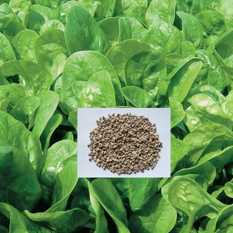 UVARI Palak Seeds Spinach Vegetable Seeds 500G Per Pack