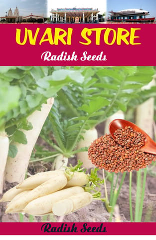 UVARI White Radish Vegetable Seeds 500G Per Pack