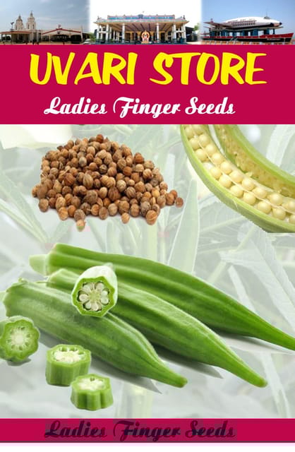UVARI Ladies Finger Seeds Variety Arka Anamica(25 seeds)