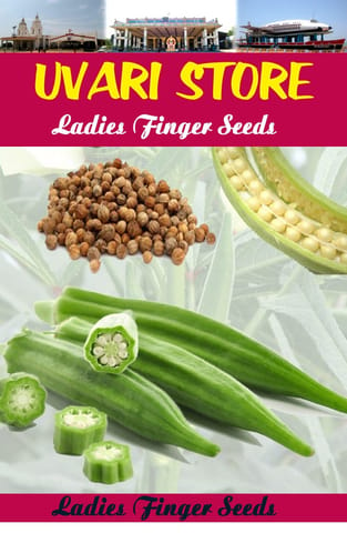 UVARI Okra Seven Lines Bhindi Seeds Lady Finger Seeds Pack of 50 Seeds�