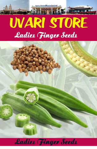 UVARI Lady Finger Hybrid Seeds Bhindi F-1Hybrid 10 gms High Quality.-50 seeds