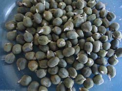 VERTEX Okra Seven Lines Bhindi Seeds, Lady Finger Seeds Pack Of 50 Seeds