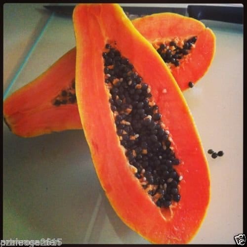 VERTEX Thai Papaya Hybrid Variety Dwarf Fruit 50 Seeds Packet