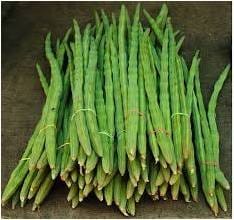 VERTEX Organic By Moringa Seeds Pkm1 Hybrid Drumstick Seeds (Saijan Ki Phalli,Saragavo) 250 Gms (More Than 1000 Seeds)