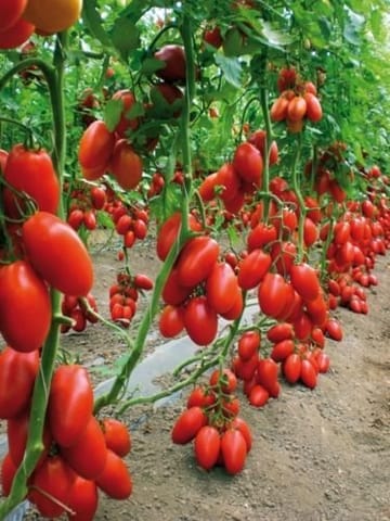 VERTEX Tomato Seeds, Oval Shape Plum Tomatoes Plant Seeds 100 Seeds