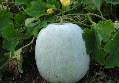 Maavel Ash Gourd Seeds @ White Thadiyankai | 2 To 5 Gms